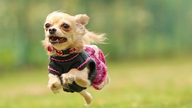 愛犬と一緒に走ろう！