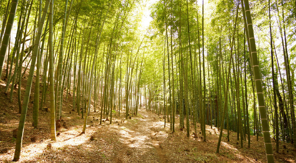 緑豊かなビオトピア