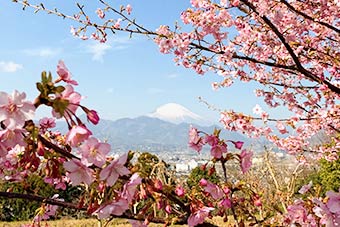 河津桜と富士山