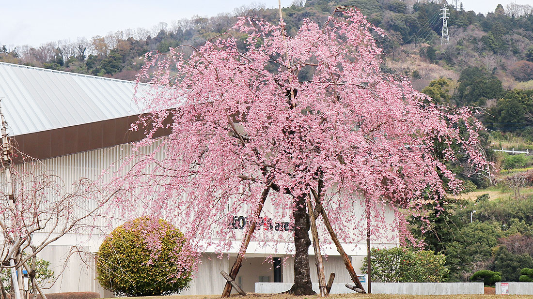 枝垂桜（シダレザクラ）