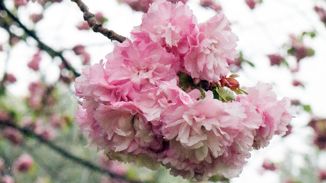 八重咲きの桜