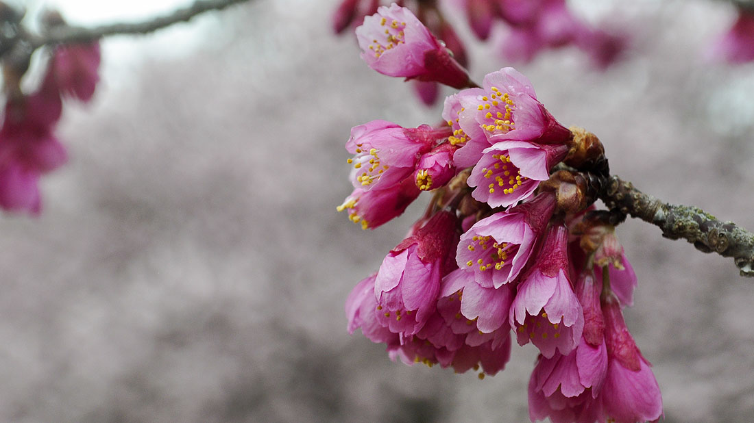 寒緋桜（カンヒザクラ）