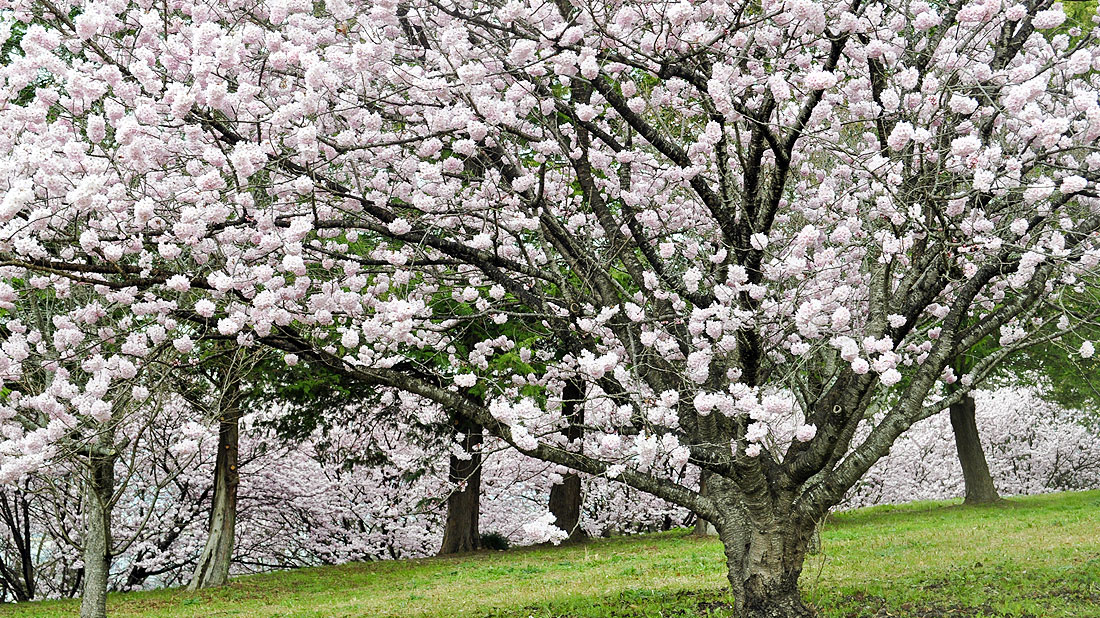 春めき桜