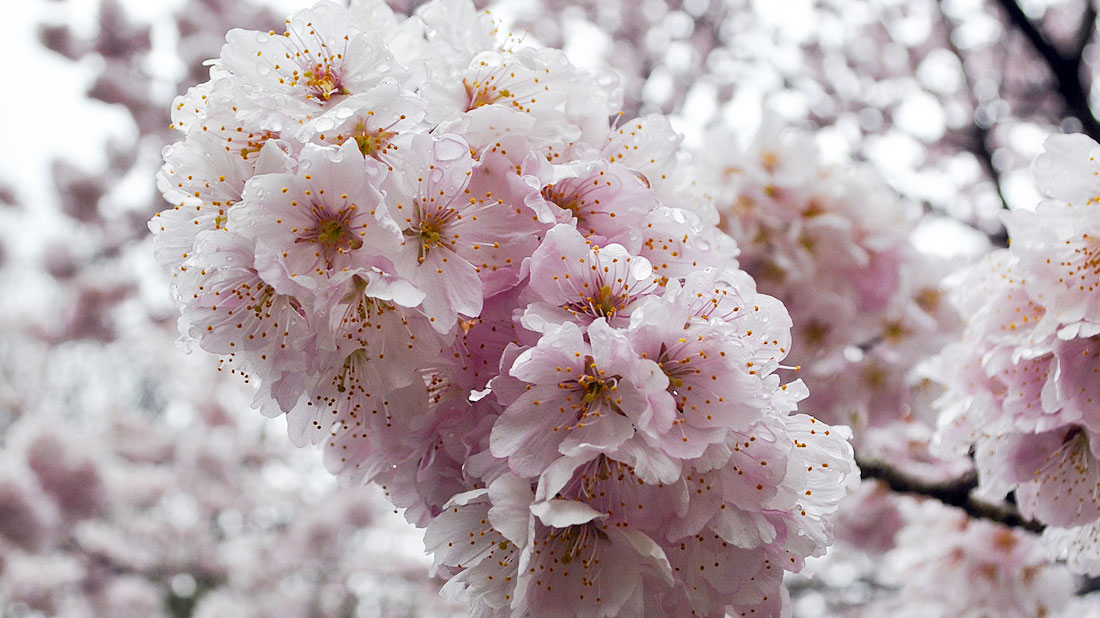 球状に花を付ける春めき桜
