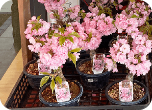 数量限定！桜の盆栽販売