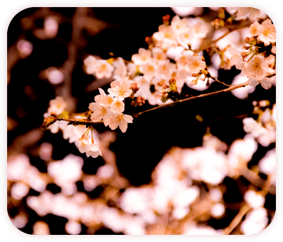 カフェサンジャックテラスで夜桜を満喫しよう