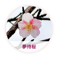 夢待桜