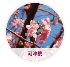河津桜