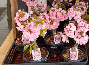 数量限定！桜の盆栽販売