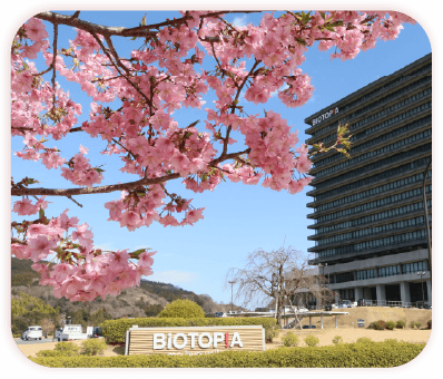 お花見シーズン到来！マルシェでレジャーシートをレンタルしませんか？