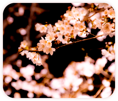 河津桜を眺めながら手ぶらで手軽に夜桜お花見♪