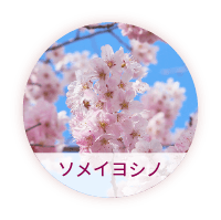 ソメイヨシノ