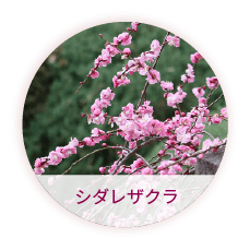 シダレザクラ