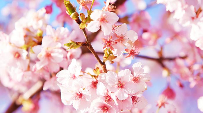Instagramで見頃の桜開花状況を随時更新！