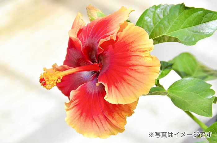 レドアベール ハイビスカス販売実施