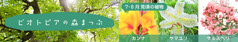 森マップ